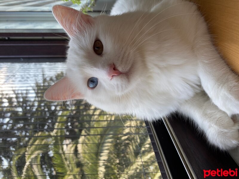 Ankara Kedisi, Kedi  Lucas fotoğrafı