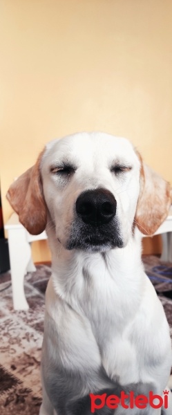 Labrador Retriever, Köpek  Molly fotoğrafı