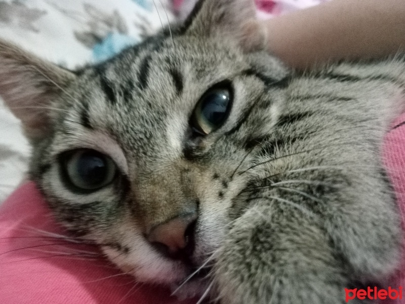 Tekir Kedi, Kedi  Şişko fotoğrafı