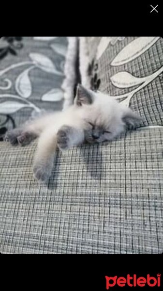 British Shorthair, Kedi  mia fotoğrafı