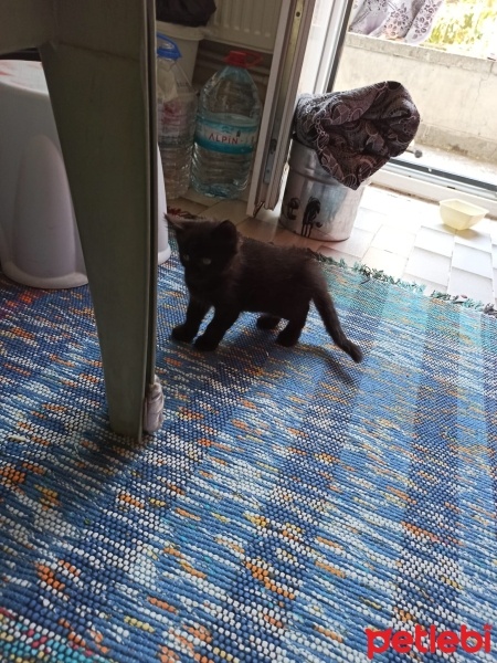 British Shorthair, Kedi  Gece fotoğrafı