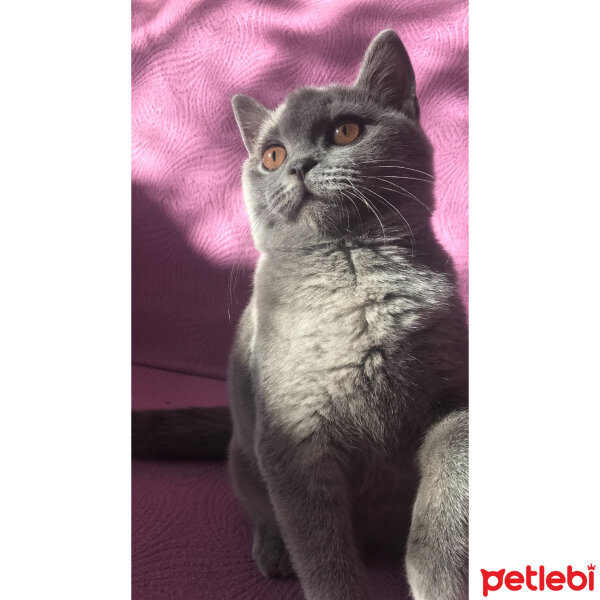 British Shorthair, Kedi  Badem fotoğrafı