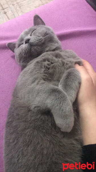 British Shorthair, Kedi  Badem fotoğrafı