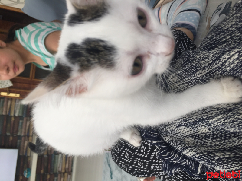 Ankara Kedisi, Kedi  Lucy fotoğrafı
