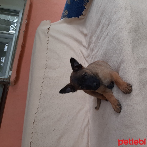 Belçika Malinois, Köpek  Mevsim fotoğrafı