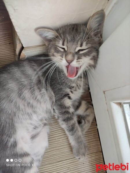 American Shorthair, Kedi  AZE fotoğrafı