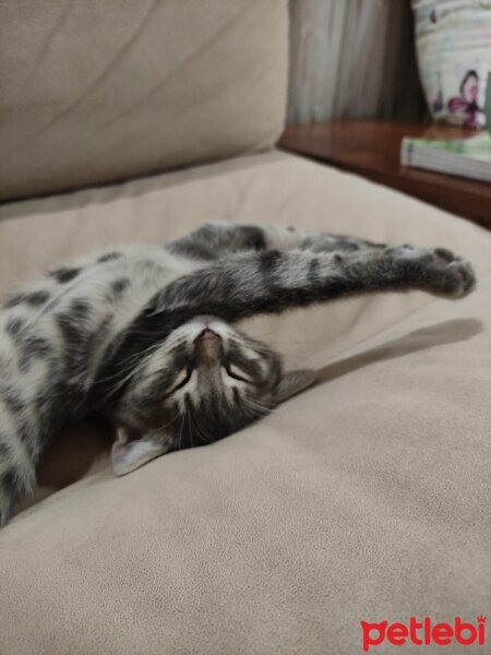 American Shorthair, Kedi  AZE fotoğrafı