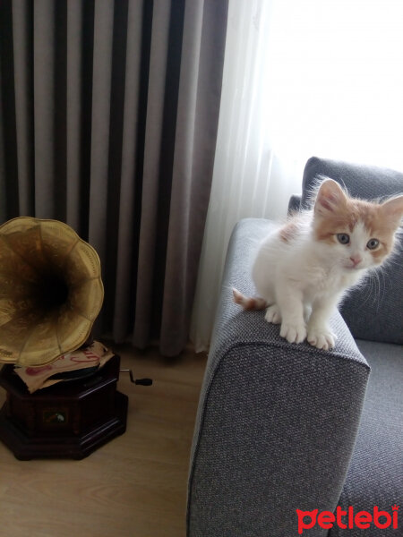 İran Kedisi (Persian), Kedi  İran Kırması Kedi ,  2 Aylık fotoğrafı