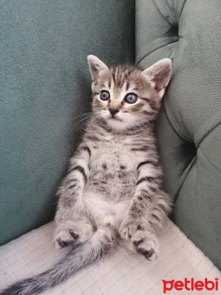 Scottish Fold, Kedi  Mavi fotoğrafı