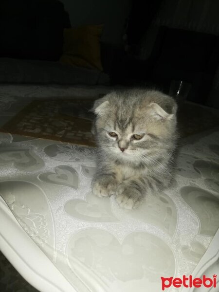 Scottish Fold, Kedi  miya fotoğrafı