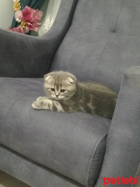 Scottish Fold, Kedi  miya fotoğrafı