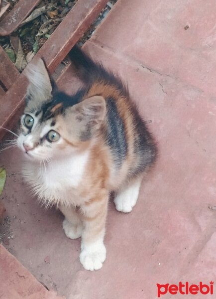 Tekir Kedi, Kedi  Tarçın fotoğrafı