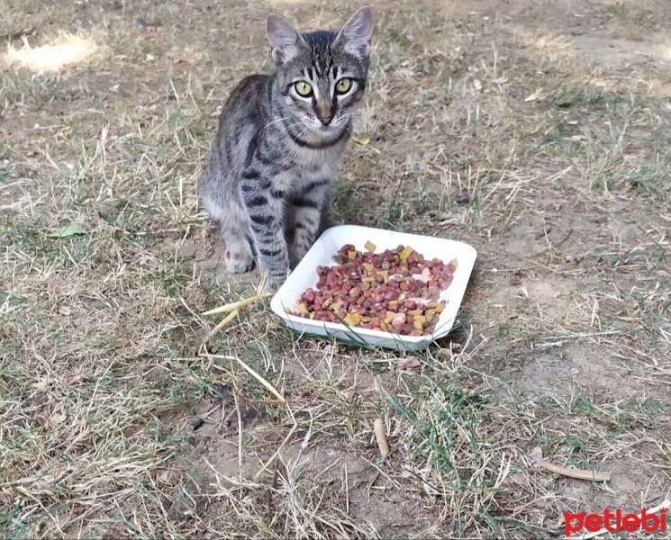 Tekir Kedi, Kedi  Luna fotoğrafı