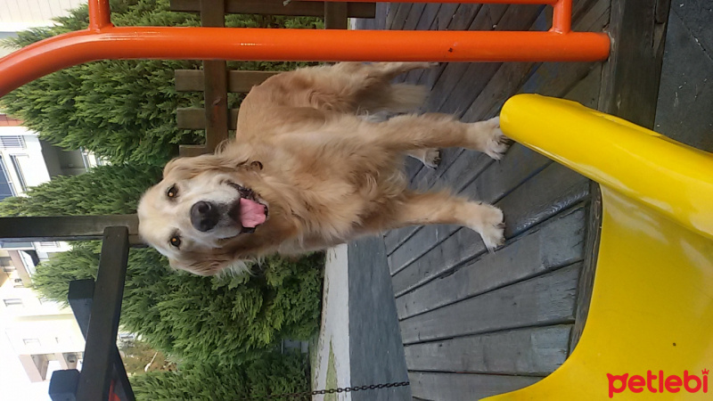 Golden Retriever, Köpek  Badem fotoğrafı