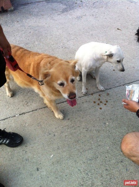 Golden Retriever, Köpek  Mia fotoğrafı