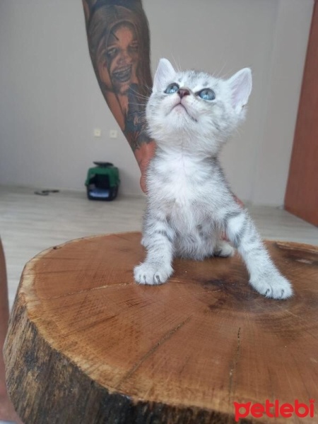 British Shorthair, Kedi  Scottish straight 800 tle fotoğrafı