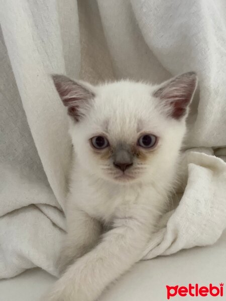 British Shorthair, Kedi  Leo fotoğrafı