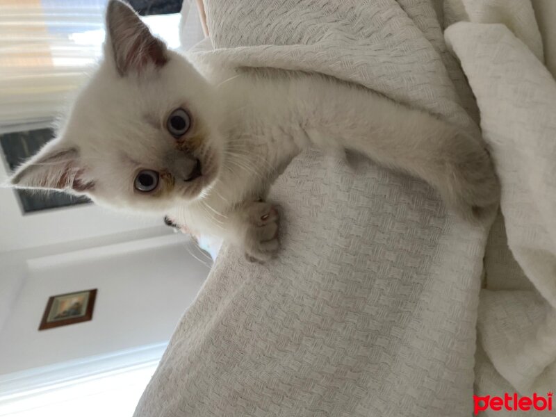 British Shorthair, Kedi  Leo fotoğrafı