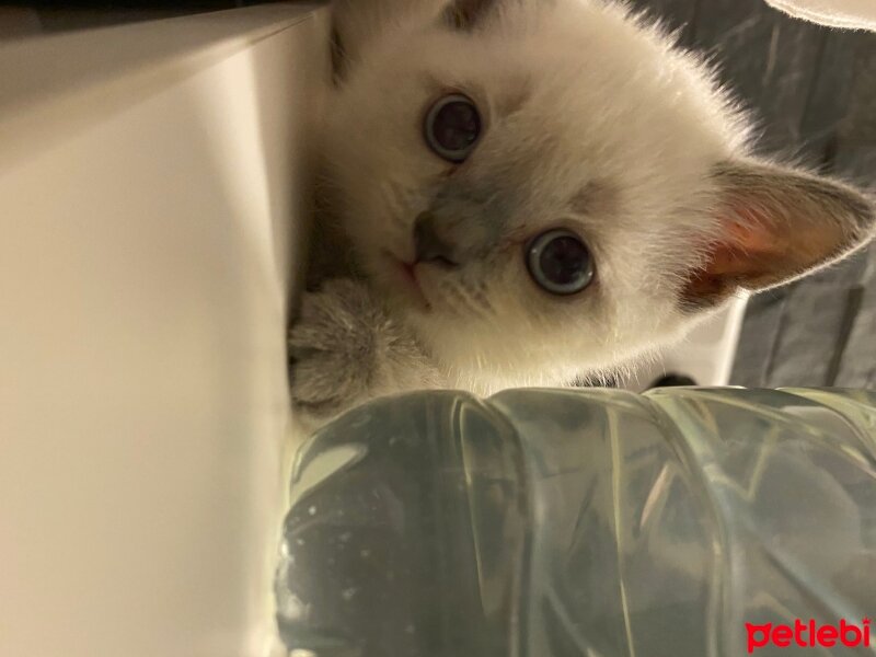 British Shorthair, Kedi  Maviş fotoğrafı