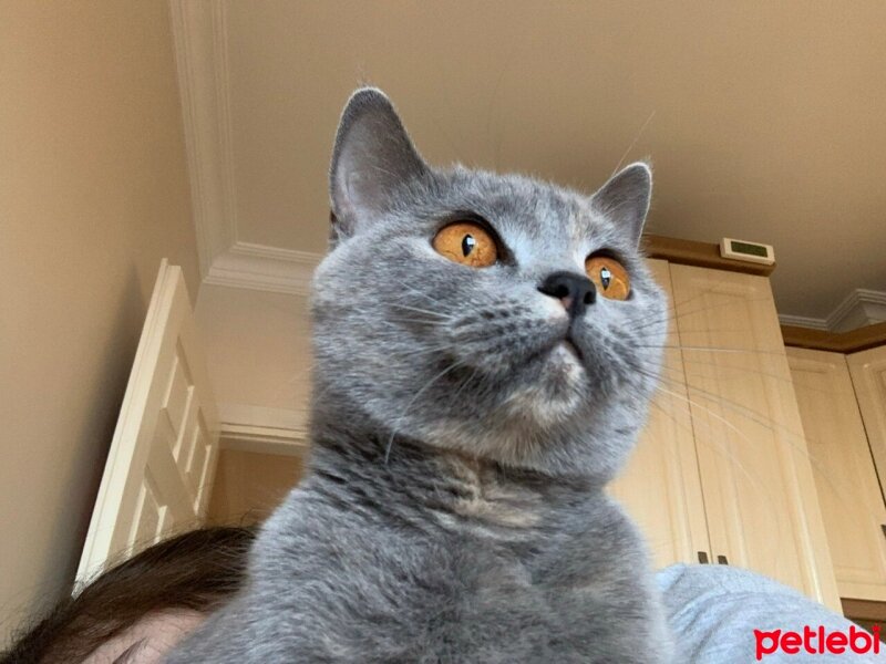 British Shorthair, Kedi  ponpon fotoğrafı