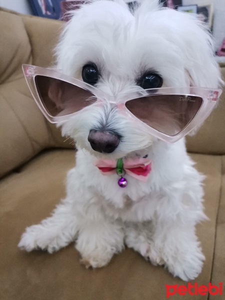 Maltese, Köpek  Milka fotoğrafı