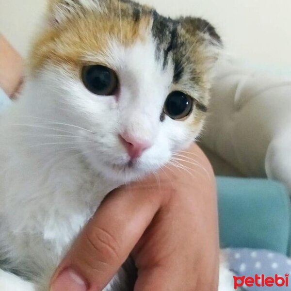 Tekir Kedi, Kedi  Bal Küpü fotoğrafı