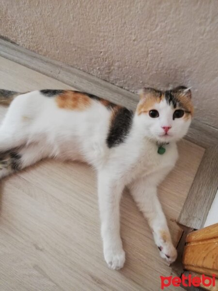 Tekir Kedi, Kedi  Bal Küpü fotoğrafı