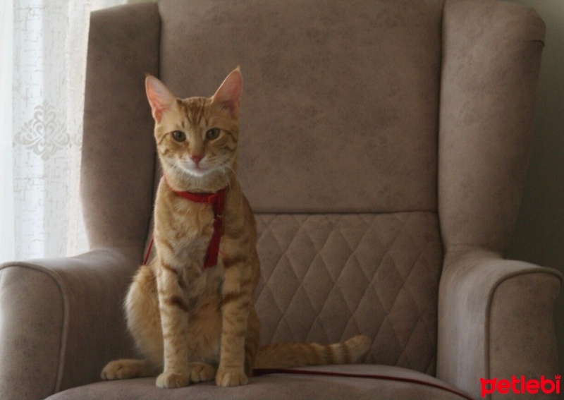 Sarman, Kedi  Tekir fotoğrafı