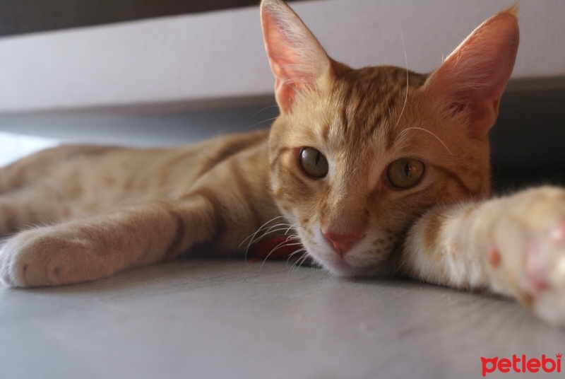 Sarman, Kedi  Tekir fotoğrafı