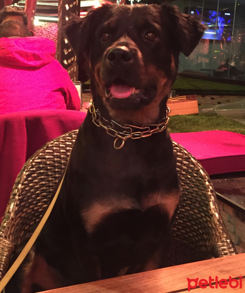 Rottweiler, Köpek  Riri fotoğrafı