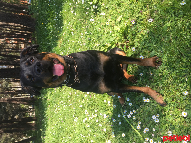 Rottweiler, Köpek  Riri fotoğrafı