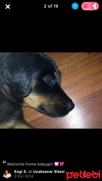 Rottweiler, Köpek  Riri fotoğrafı