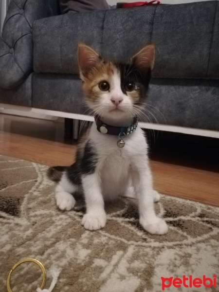 Tekir Kedi, Kedi  Mia fotoğrafı