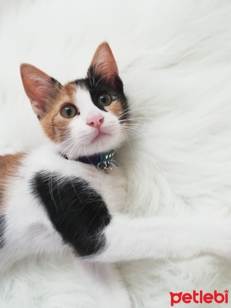 Tekir Kedi, Kedi  Mia fotoğrafı