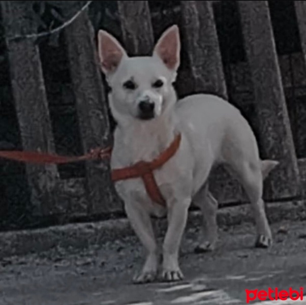 Jack Russell Terrier, Köpek  Lia fotoğrafı