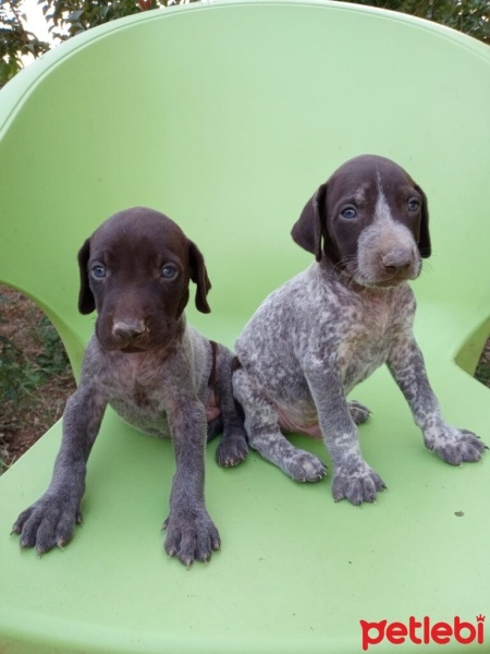 Pointer, Köpek  Dogi fotoğrafı