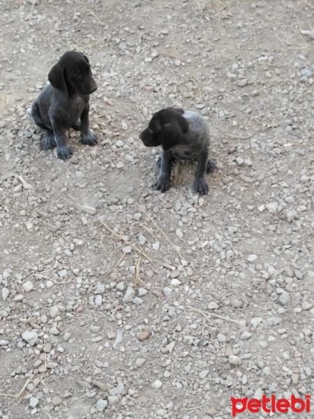 Pointer, Köpek  Dogi fotoğrafı
