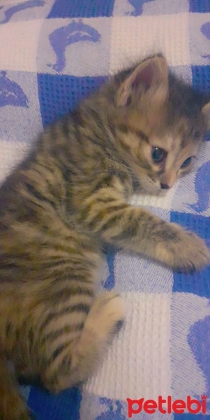 Tekir Kedi, Kedi  Kömür fotoğrafı