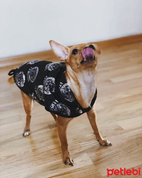 Minyatür Pinscher, Köpek  Coco fotoğrafı