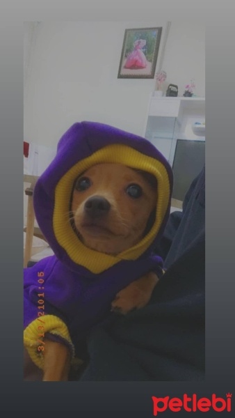 Minyatür Pinscher, Köpek  Coco fotoğrafı