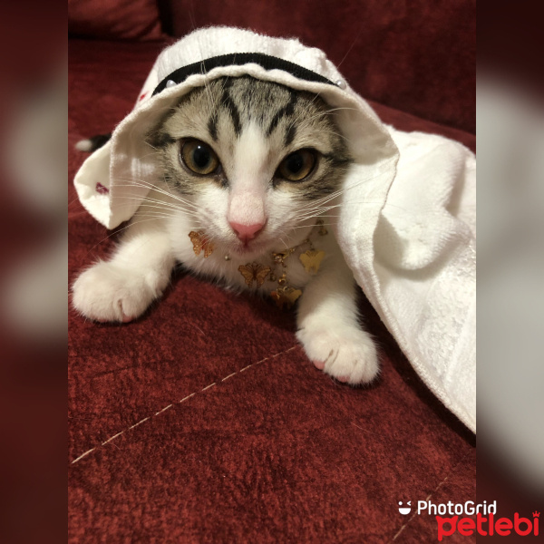Tekir Kedi, Kedi  Umay doçka fotoğrafı