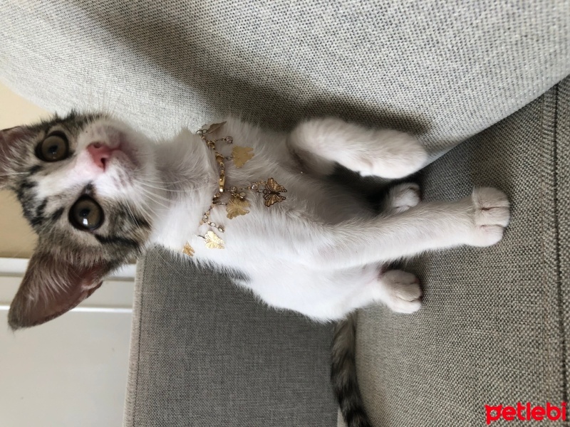 Tekir Kedi, Kedi  Umay doçka fotoğrafı