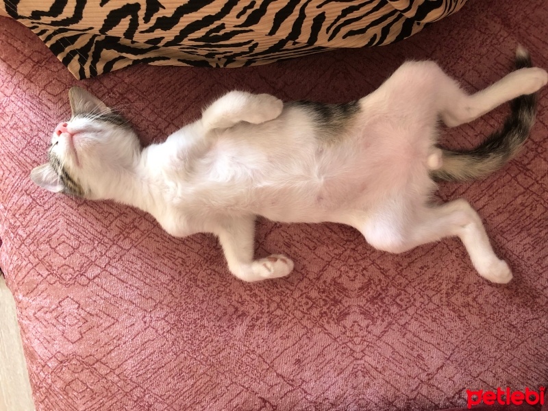 Tekir Kedi, Kedi  Umay doçka fotoğrafı