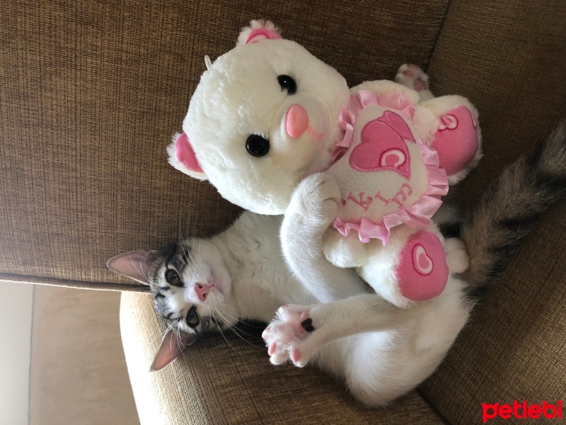 Tekir Kedi, Kedi  Umay doçka fotoğrafı