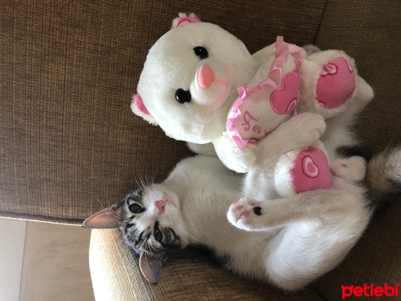 Tekir Kedi, Kedi  Umay doçka fotoğrafı