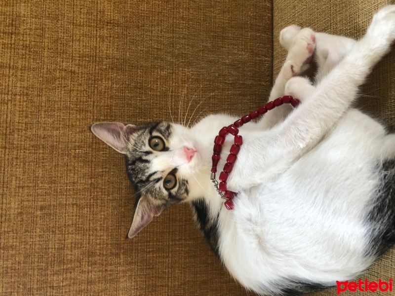 Tekir Kedi, Kedi  Umay doçka fotoğrafı