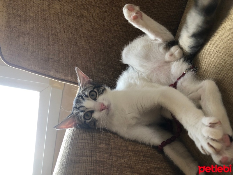 Tekir Kedi, Kedi  Umay doçka fotoğrafı