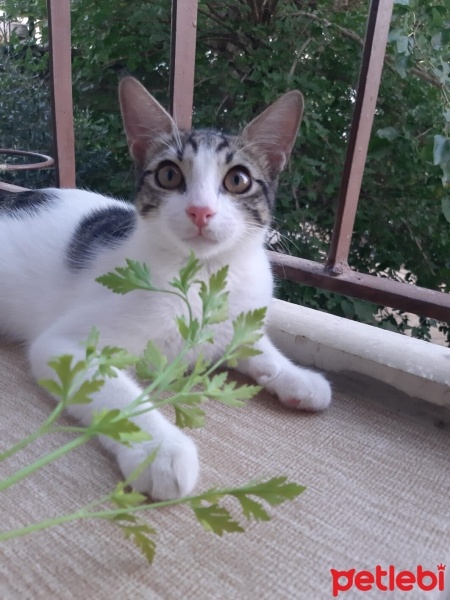Tekir Kedi, Kedi  Umay doçka fotoğrafı