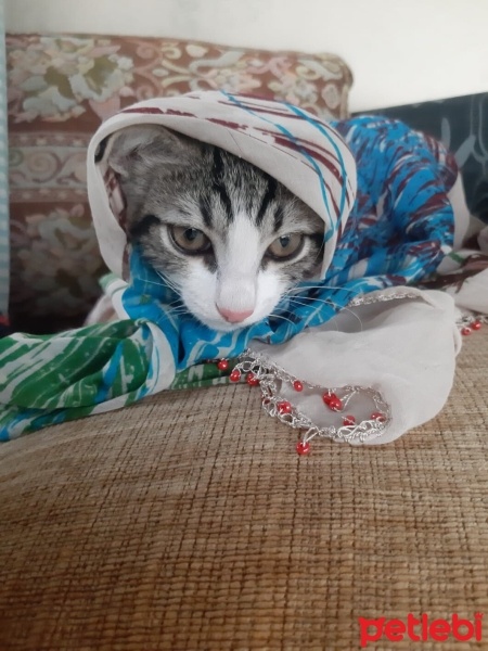 Tekir Kedi, Kedi  Umay doçka fotoğrafı