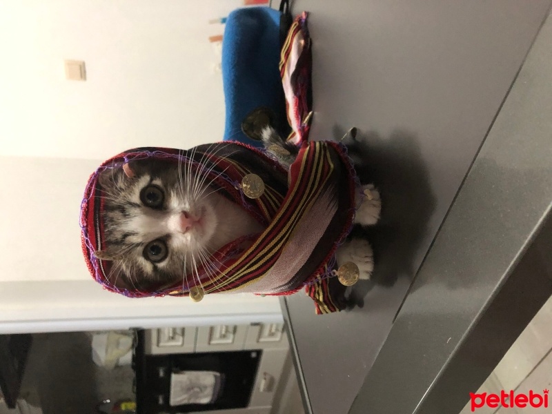 Tekir Kedi, Kedi  Umay doçka fotoğrafı